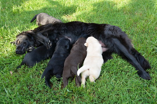 suka ze szczeniakami