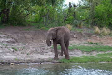 Elephant Drinking water