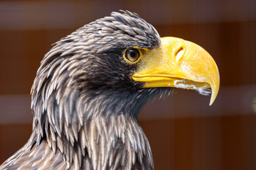 Adlerkopf Portrait vom Adler