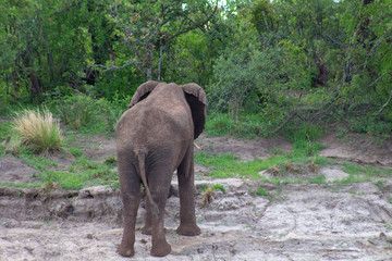 Fototapeta na wymiar Large Elephant walking