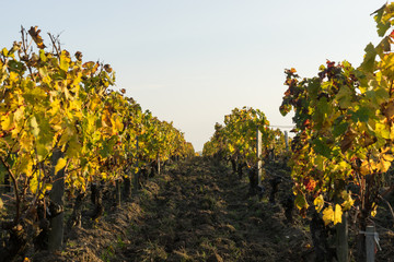 Vineyard in Medoc near Bordeaux