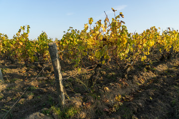 Vineyard in Medoc near Bordeaux