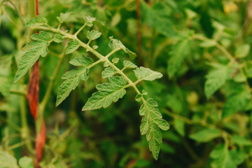 Organic tomatoes ripening in sunlight outdoors in community garden. A row of tied tomatoes