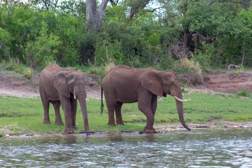 Two Elephant by the river