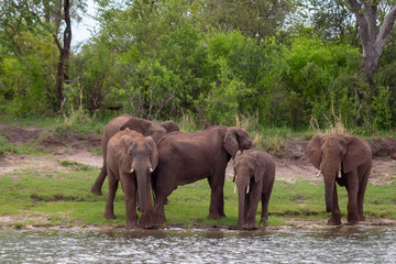 Five Elephants by the river 