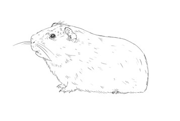 Hand drawing guinea pig or cavia. Black and white guinea pig isolated ob the white background. Illustration for coloring book with cavia or guinea pig.