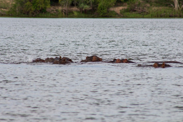 Hippo with in water