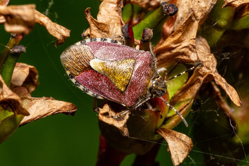 Hairy Shieldbug - Dolycoris baccarum