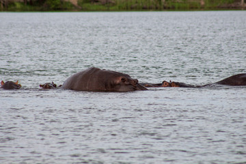 Hippo with in water