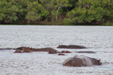 Hippo with in water