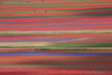 Castelluccio di Norcia