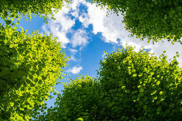 Blue sky with white clouds and green tree tops in the foreground seen from below