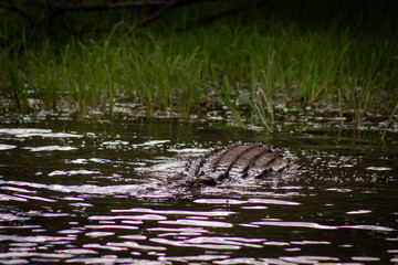 Crocodile in water