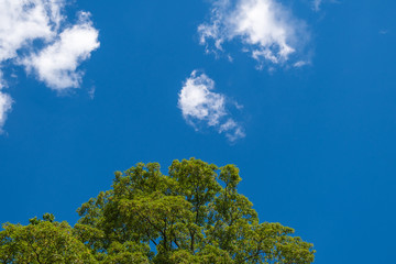 Obraz premium Blue sky with white clouds and green tree tops in the foreground seen from below