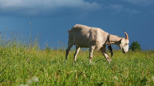 A white goat grazes on a green meadow. Rustic peaceful view of the field and a domestic village animal. 