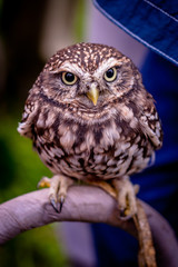Owl - Sýček obecný - Athene noctua