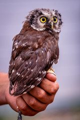 Little Owl - Kulíšek nejmenší - Glaucidium passerinum
