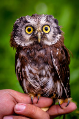 Little Owl - Kulíšek nejmenší - Glaucidium passerinum