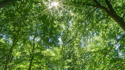 Fototapeta na wymiar Forest with sun rays