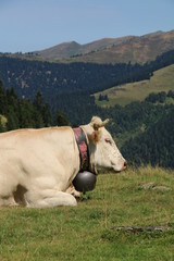 Obraz premium Paturage de montagnes