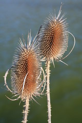 Two Dry Thistles