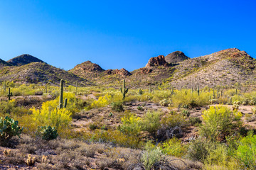 Spring landscape Arizona's Sonoran desert. Saguaro, ocotillo, prickly pear, cholla cacti and creosote bushes. Rocky hills and blue sky in background.