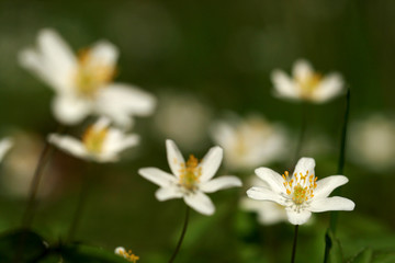 Fototapeta premium Anemone Nemorosa in the Forest
