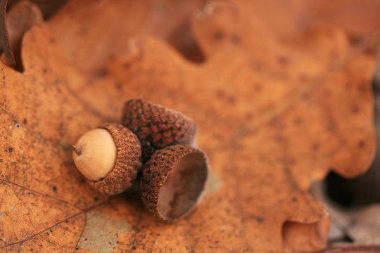 Three Autumn Acorns