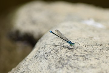 dragonfly