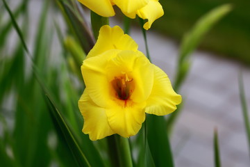 Top view of a magnificent yellow gladiolus flower isolated against a background of green leaves. Beautiful backgrounds.