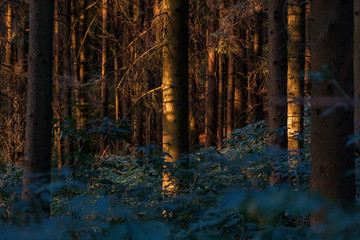 Summer Sunset in the Forest