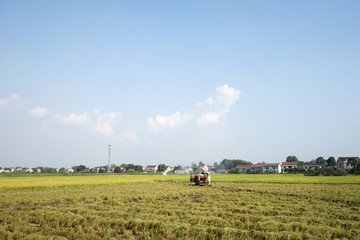Fototapeta premium Scenes of Chinese farmers harvesting rice