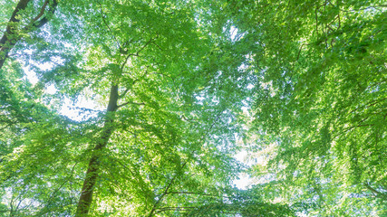Fototapeta premium Forest with sunlight.