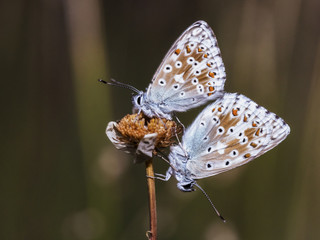 Wild Butterfly Macro in Summer Germany