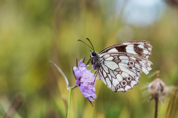 Wild Butterfly Macro in Summer Germany