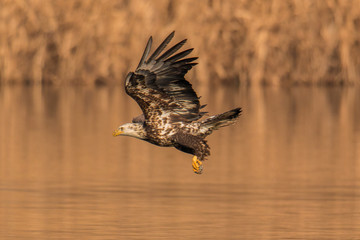 Eagles