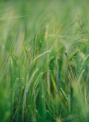 field with green crops landscape summer