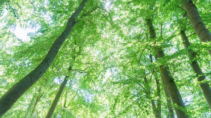 Forest with sunlight.