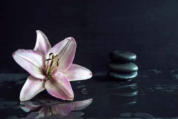 Obraz na płótnie Canvas Pink lily flower and black massage stones on wet slate background