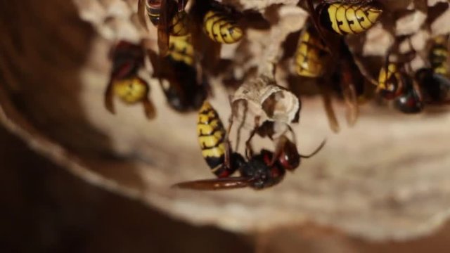 A nest of a paper wasp. Useful predatory garden insect, which destroys pests
