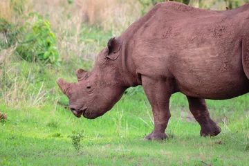 Foto op Plexiglas Rhino © Abraham