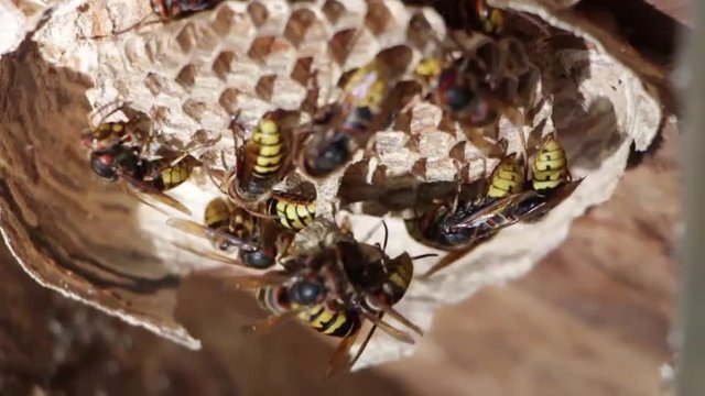 A nest of a paper wasp. Useful predatory garden insect, which destroys pests