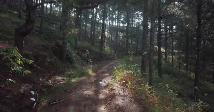 Flying low through the morning mystical forest. Horror concept forest in hellowen. Fairy surise in wild forest and fly between trees. Path in the mysterious forest. Glare of the sun through the trees.