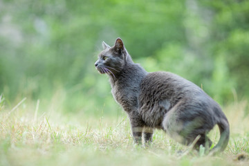 Naklejka na ściany i meble Cute adult grey cat with beautiful green eyes in a green meadow, being aware of something, outdoors in green environment 