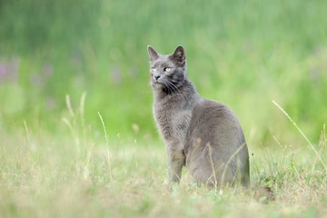 Naklejka na ściany i meble cute adult grey cat with beautiful green eyes sitting in a green meadow, outdoors in green environment, relaxing