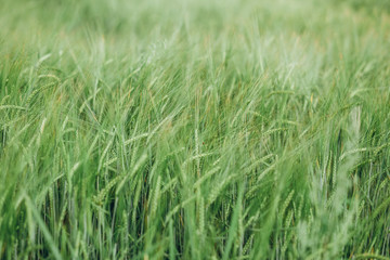 Fototapeta na wymiar field with green crops landscape summer