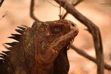 iguane rouge