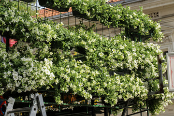 Fototapeta na wymiar Ampelian petunia for decoration of balconies and terraces