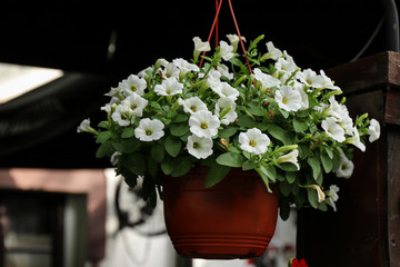 Obraz na płótnie Canvas White Ampelian petunia for decoration of balconies and terraces