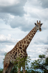 Obraz premium Giraffe